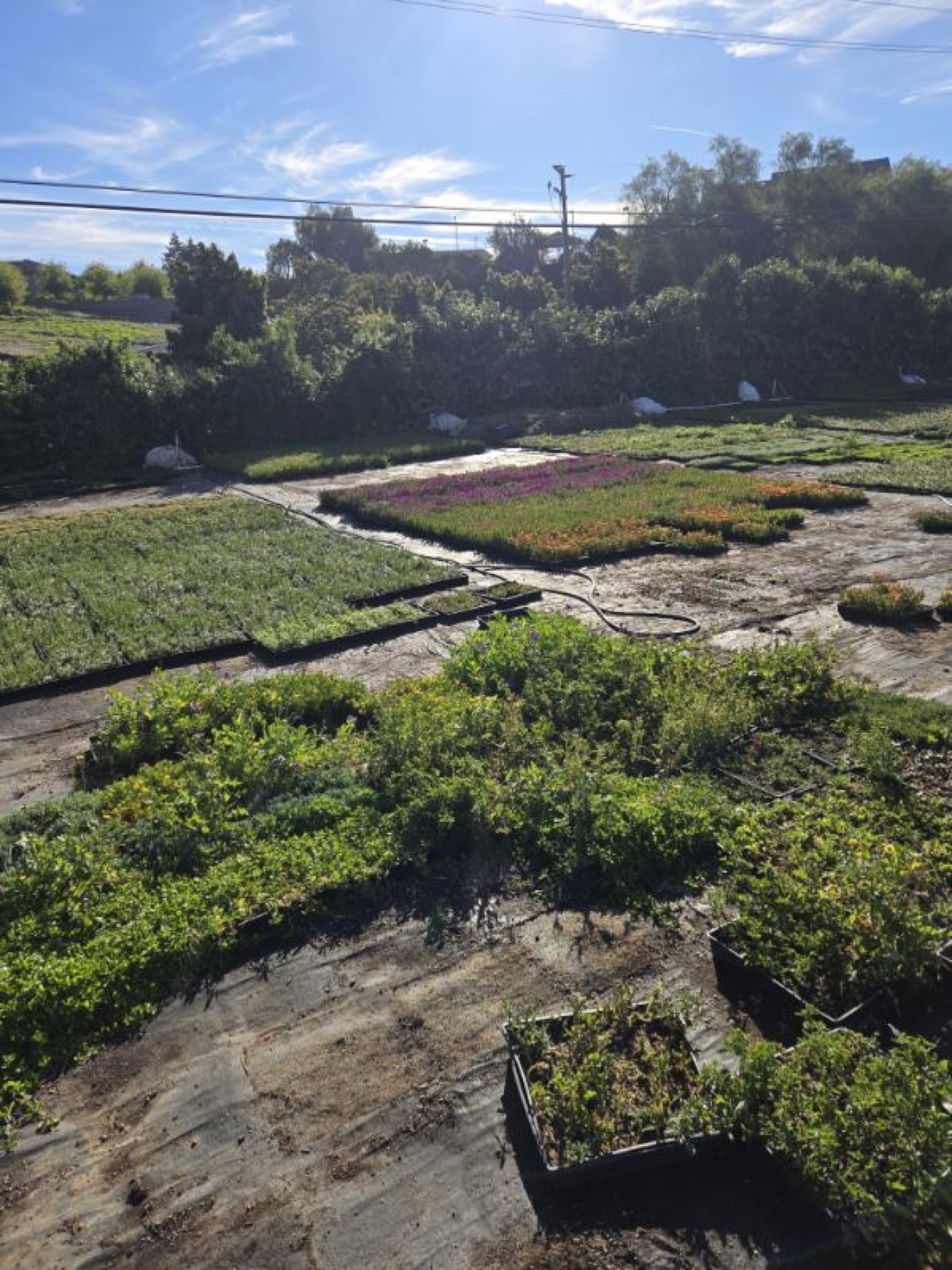 Plant inventory — healthy shrubs and groundcover ready for install